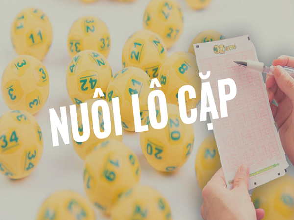 nuôi lô cặp