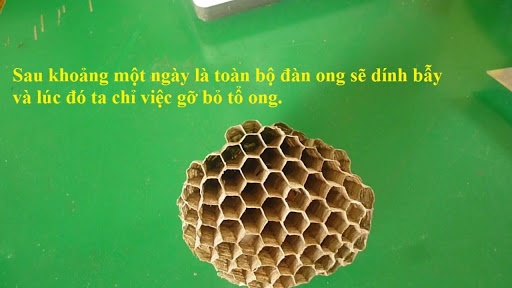 Ý nghĩa của tổ ong trong nhà