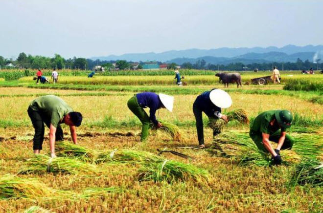 Mơ cánh đồng đang gặt đánh đề con gì